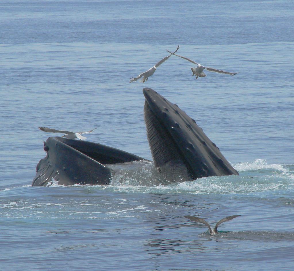 Summer feast - forage feeding humpback whale on Stellwagen Bank